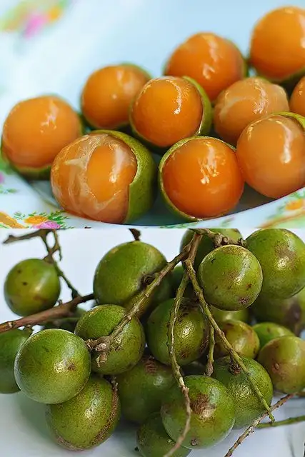 Cacao Ingredient