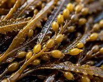Haematococcus Ingredient