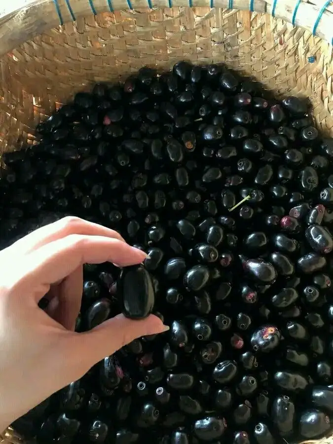 Schisandra Ingredient
